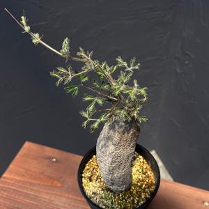 【現品】セサモタムナス・ブッセヌス　７号 セサモタムナス ブッセアヌス Sesamothamnus busseanus no