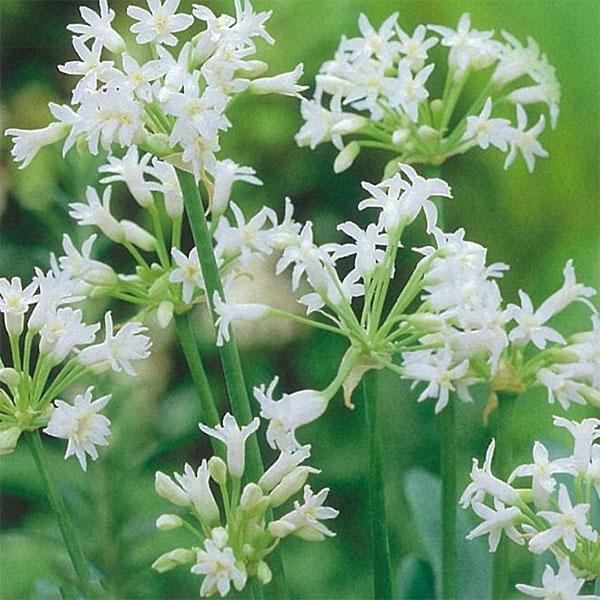 球根 ツルバキア ビオラセア アルバ（白花）1球入り