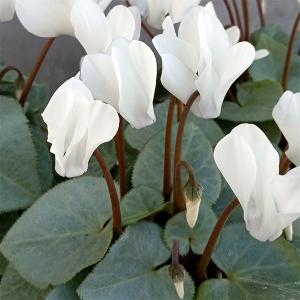 八重咲きスズラン （すずらんポット植え） ドイツスズラン : 日本花卉