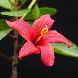 鉢植え ハイビスカス レッドフラミンゴ : 日本花卉ガーデンセンター