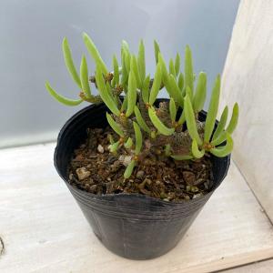 観葉植物 アーリーサマーセール チレコドン ブッコルジアヌス 3号ポット