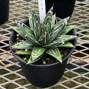 多肉植物：アガベ 笹の雪白虎斑 極氷山*9.5cm 現品 一品限り : 遊恵