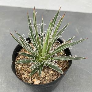 観葉植物 サンセベリア バイビット 2.5号鉢植え ザ・ファームセレクト