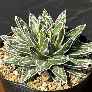 観葉植物 おしゃれ：オリーブの木 6号*SOUJU（創樹) ルッカ 現品選べ