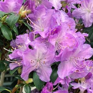 花木 庭木の苗 ツツジ(ブルー系) 黒潮(クロシ...の商品画像