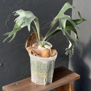 ココヤシ 7号 ヤシの木 観葉植物 ヤシの実 ヤシノミ 送料無料 ココナツ