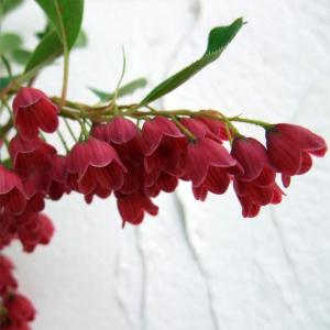 花木 庭木の苗 スモークツリー スノーパフ7号ポット : 園芸ネット