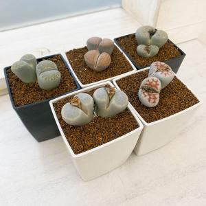 観葉植物 リトープス 3号 お得な 5株セット