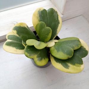 観葉植物 ホヤ カーリー（斑入り） 3.5号ポット