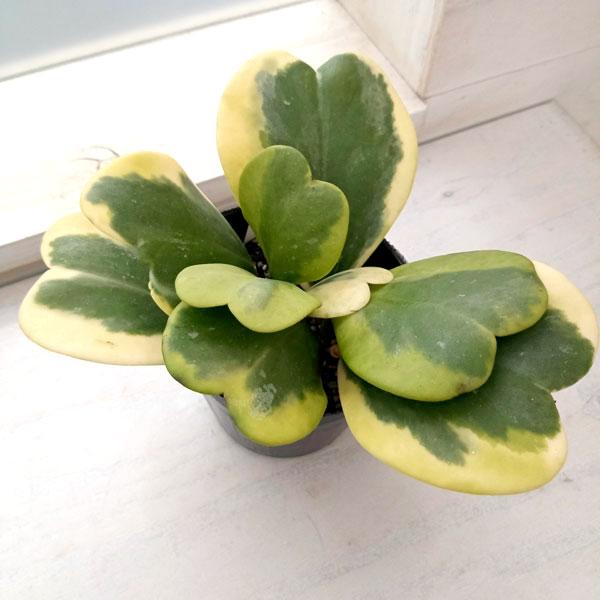 観葉植物 ホヤ カーリー（斑入り） 3.5号ポット