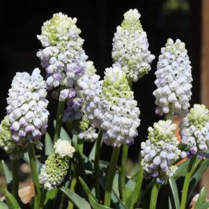 ムスカリ ダブルマジック4球植え3.5号ポット