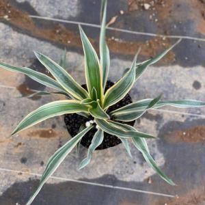 観葉植物：ドラセナ ゴールディアナ*ゴルディアーナ 5号 プラポット