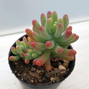 日本花キ流通 多肉植物 caプテロディスクス スペシオーサス 古城