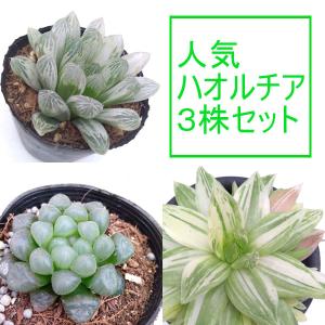 観葉植物/人気ハオルチア３株セット（オブツーサ・フェリフェラ錦・美サラダ葉） 送料無料｜園芸ネット