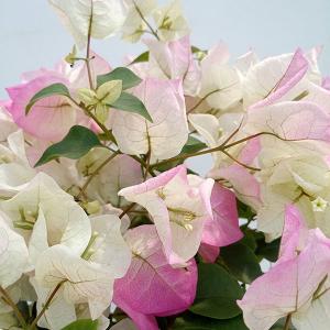 母の日対応商品】 ブーゲンビリア鉢植え 母の日ギフトの新定番 農林