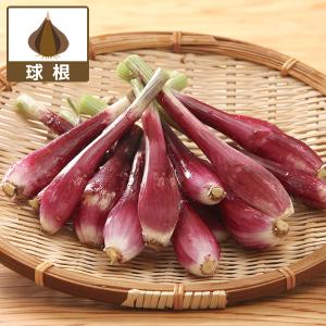 野菜の苗 26年8月下旬予約 ハイブリッドラッキョウ 越のレッド 10球入り（赤らっきょう）