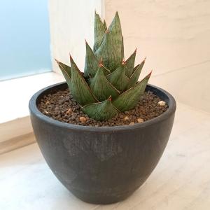 フェイクグリーン 観葉植物 フィカス 八重桜 180cm フェイク