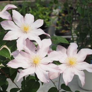 クレマチスの苗 クレマチス ローズシュプリーム3...の商品画像