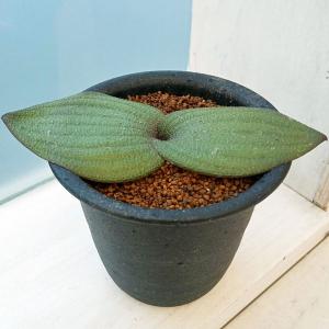 観葉植物 パキポディウム ウィンゾリー（実生） 4号鉢植え23-04 : 園芸