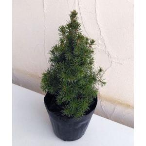 アルバーティアナコニカ 大株 : 横の植木屋さん - 通販 - Yahoo