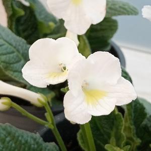 君子蘭 苗 黄花君子蘭 5号鉢 クンシラン 260319 : お花処 昌山園