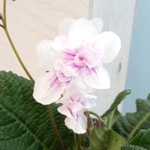 君子蘭 苗 黄花君子蘭 5号鉢 クンシラン 260319 : お花処 昌山園