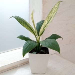 観葉植物 フィカス アブチリフォリア 7号鉢植え26-01 : 園芸ネット