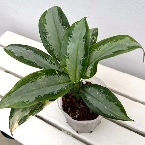 観葉植物 鉢花 苗：リューカデンドロン サファリマジック*6号 : 遊恵