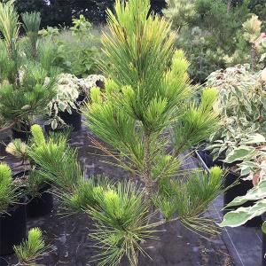 赤松 蛇の目赤松 苗 全高70〜80cm 斑入り 松 6号ポット 盆栽 庭木