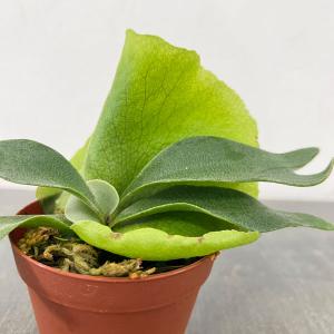 観葉植物 ビカクシダ（コウモリラン） ウィリンキードワーフタツタ5号