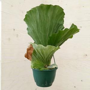 観葉植物 ビカクシダ（コウモリラン） ウィリンキードワーフタツタ5号