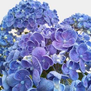 アジサイ ホットチボリ マーブルブルー 5号鉢植え : 園芸ネット - 通販