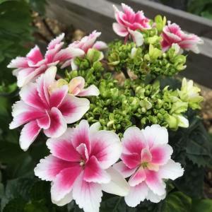 ホワイトオーケストラ アネモネ咲きクリスマスローズ 3号ポット 苗