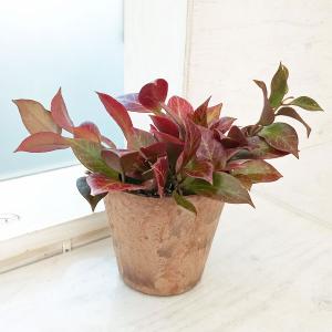 おしゃれ 観葉植物：シッサス アマゾニカ*3号 プラポット : 遊恵盆栽