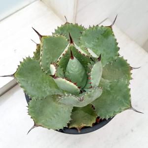 おしゃれ 観葉植物：斑入り ハスノハギリ ラブリーハート*鉢植え 受皿