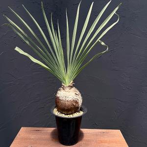 おしゃれ 観葉植物：ドラセナ コンシンネ 7号*レインボー トリカラー