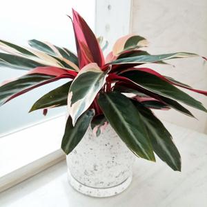 アルピニア バリエガータ（黄斑月桃 キフゲットウ） Alpinia zerumbet
