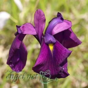 花苗 花菖蒲 高級品種おまかせセット 3種3株 : 花と緑 国華園 - 通販