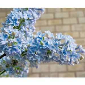 ライラック プレジデントグレビー 2年生 1本 : e-フラワー - 通販