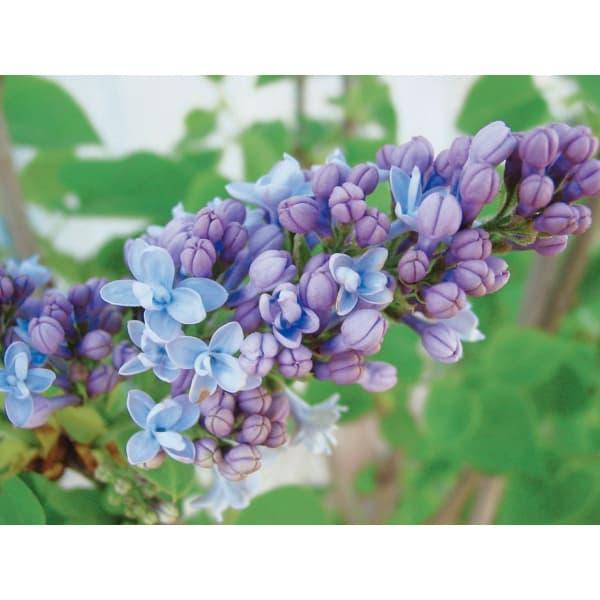 花木 庭木の苗 ライラック カルペディエム4〜5号ポット