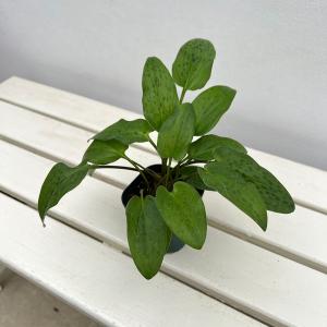 ノリナ トックリラン 4号鉢 観葉植物 : 金井園芸 - 通販 - Yahoo