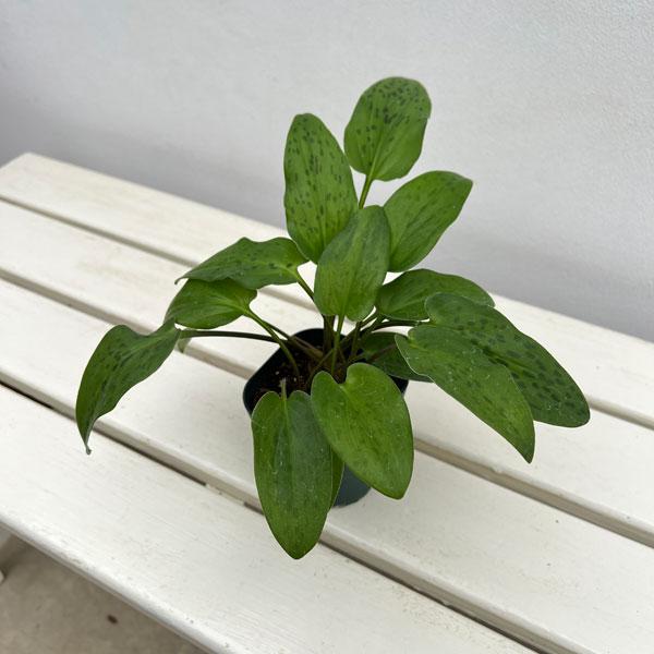 観葉植物 ドリミオプシス マクラータ 3号ポット