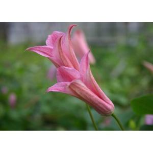 ＊ちーぼう。様確認用＊クレマチス　ロウグチ　ろうぐち　新芽が成長してきました！ クレマチス 『 篭口 （ ロウグチ ） 』 インテグリフォリア系・半ツル