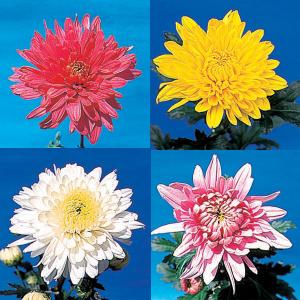 クリスマスローズ開花株 キラメキ寄りのDDグロッシー☆赤蕊ディープ