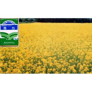 ランキング1位獲得 菜の花 種 1kg 菜の花畑にこの一品 新しいコレクション Smartcpns Com