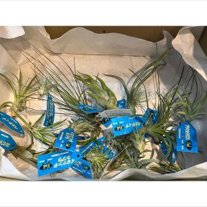 多肉植物 アエオニウム サンバースト 7.5cmポット苗 : ハニーミント