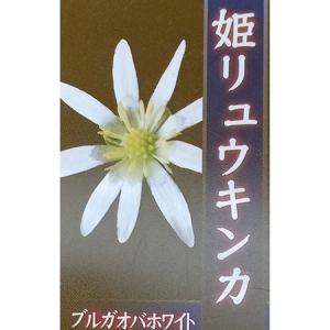 山野草の苗 ヒメリュウキンカ ブルガオパホワイト2.5号ポット