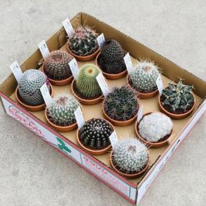 サボテン 品種おまかせ ミニサボテン（20株）アソート セット set/観葉