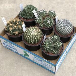 コーデックス：アデニア プセウドグロボーサ*塊根幅14cm 現品！一品