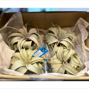 観葉植物/チランジア：キセログラフィカ　ミニサイズ（直径10cm前後）4株セット 送料無料｜engei